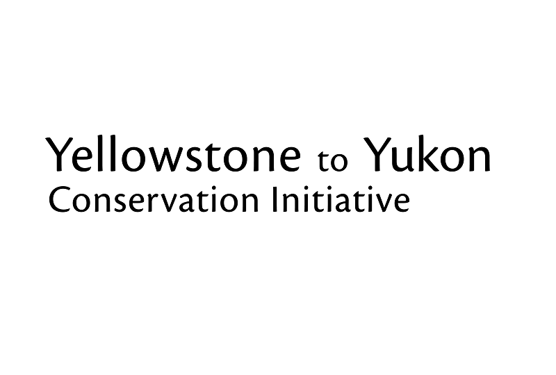 Y2Y Caribou & Wolverine Online Workshop