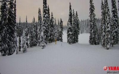 Grooming Tuesday 26 January