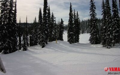 Grooming Wednesday March 31